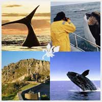 tours - whales